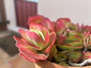 A Touch of Nature